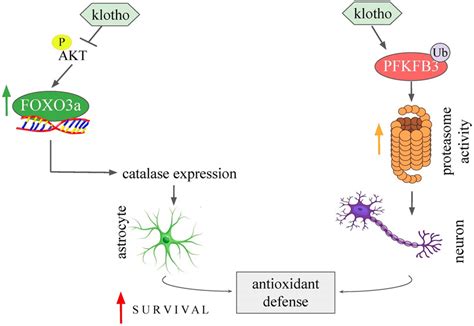 Schematic Representation Of The Effects Of Klotho In Astrocytes And