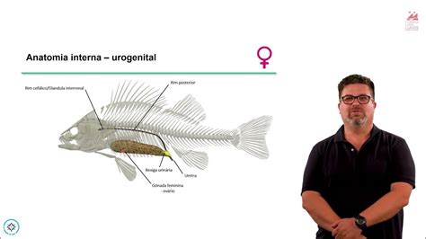 Anatomia De Peixes ósseos Pedro Guerreiro Panred Youtube