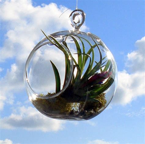 Set Of 6 Hanging Glass Globe Plant Terrariums Glass Orbs Air Etsy