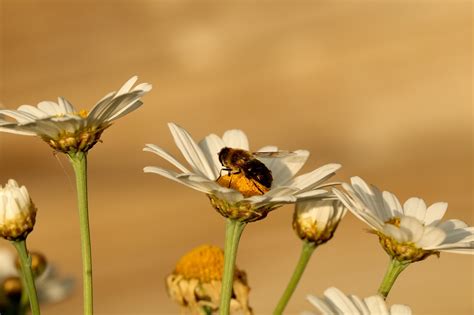 Flores Abeja Polinización Foto gratis en Pixabay Pixabay