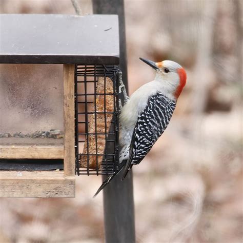 Never Melt Suet Hot Pepper Cake Oz Pack Premium No Melt Suet Cakes