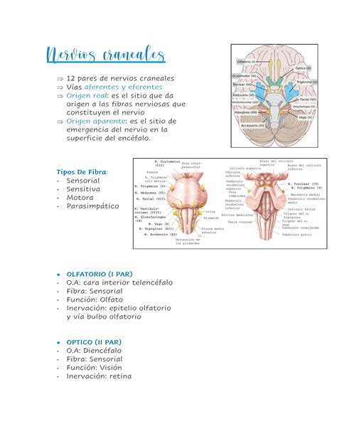 Solution Nervios Craneales Studypool