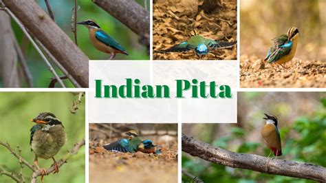 Indian Pitta Pitta Brachyura Youtube