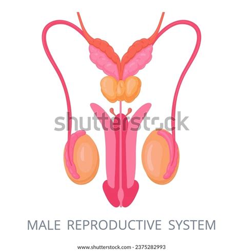 Male Reproductive System Genitals Internal Genitals Stock Vector