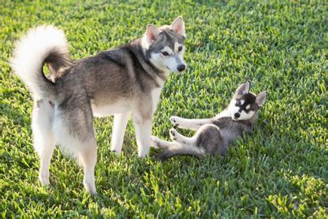 Alaskan Klee Kai La Razza Del Cane Da Neve Modenadog