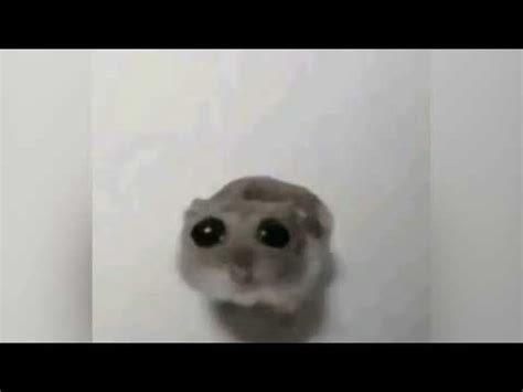 Sad Hamster Original Meme Template Youtube