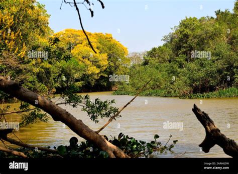 Classic wonderful panorama of a Wetland, Pantanal Stock Photo - Alamy