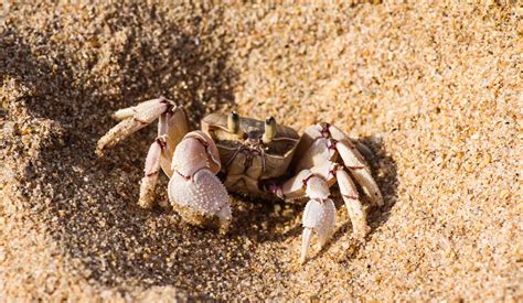 Pink Ghost Crab – Seaunseen