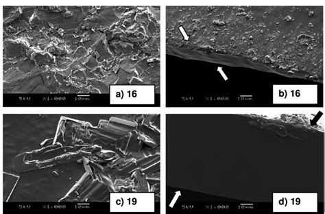 Scanning Electron Micrographs Of Samples Surfaces A 16 C 19 And