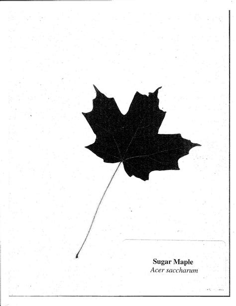 Isabella Conservation District Environmental Education Program: Leaf Identification - If 3rd ...