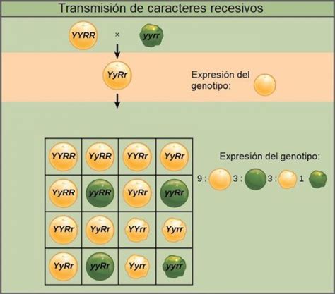 ¿qué Es Un Gen Dominante Y Un Gen Recesivo Ciencia Y Biología