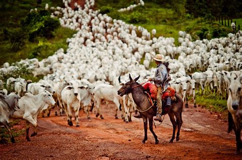 Fiscais Resgatam Grupo Que Levava Gado A P Na Transamaz Nica Fotos