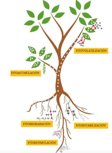 El Cuexcomate Fitorremediaci N Fito Qu