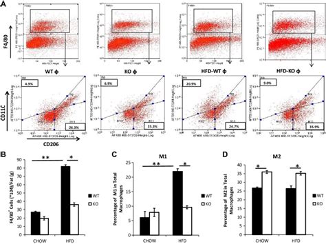 Flow Cytometric Analysis Of M1 And M2 Macrophages In Epididymal Adipose