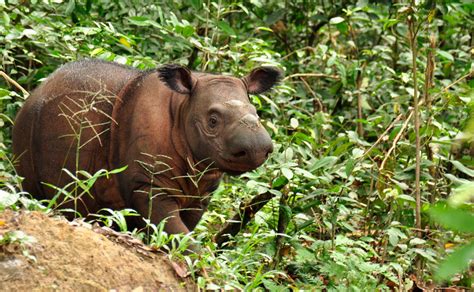 Badak Sumatera Terancam Punah