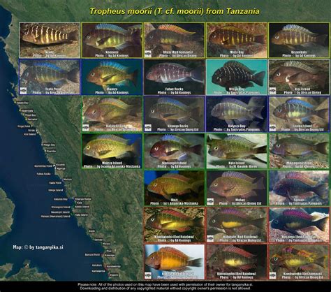 Tropheus moorii (T. cf. moorii) from Tanzania