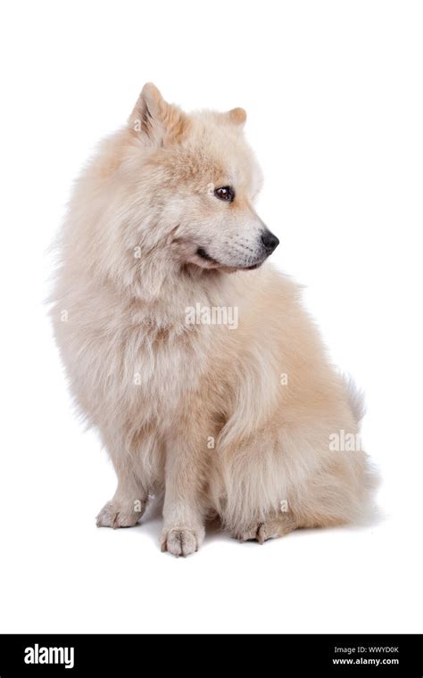 Cute Mixed Breed Dog Chow Chow And Samoyed Sitting And Looking Sideways