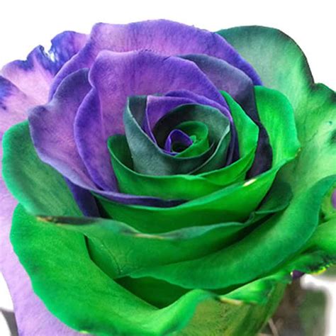 Bulk Roses Green Purple Tinted Bulk Roses Rainbow Roses