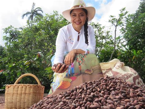 El Cacao Alternativa Para Reemplazar Los Cultivos Il Citos Cambio