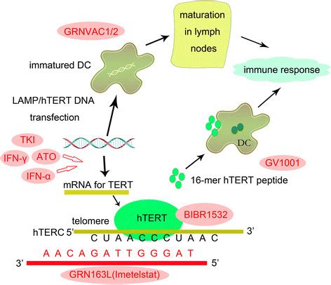 Telomerase Inhibition Therapies Utilized In The Treatment Of