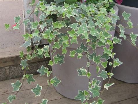 Muratti - Puutarha Suokukka
