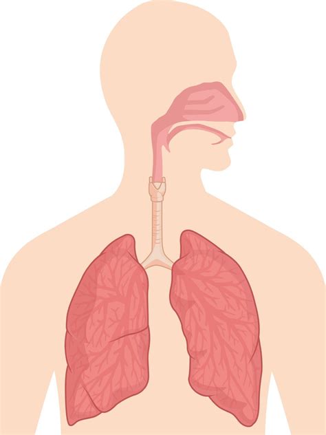 Imagem Do Sistema Respiratorio SOLOLEARN