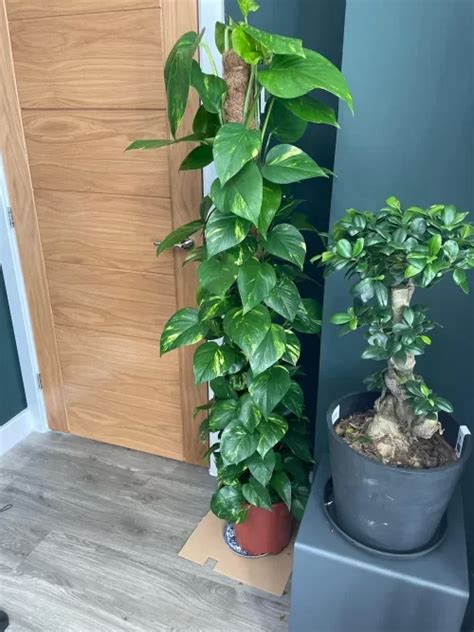 Comment Faire Pousser Un Pothos En Tant Qu Arbre Jardin De Grand Meres