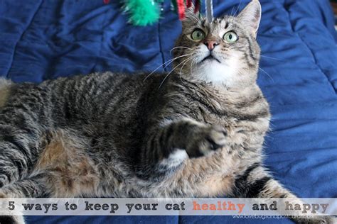 5 Ways To Keep Your Cat Healthy And Happy Lovebugs And Postcards