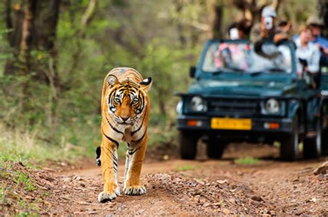 10 Best Tiger Safari in India - Wild Safari, Jungle Safari