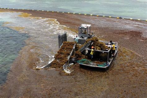 The Hope Of Collecting At Sea To Fight Against A Growing Phenomenon