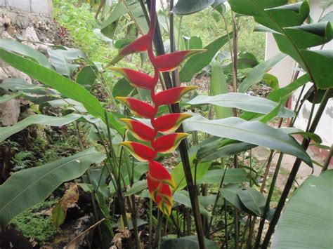 Heliconia Rostrata Picturethis