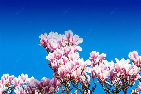 Pink Tree Blossoms In Spring Blossom Apple Tree Flora Photo Background ...