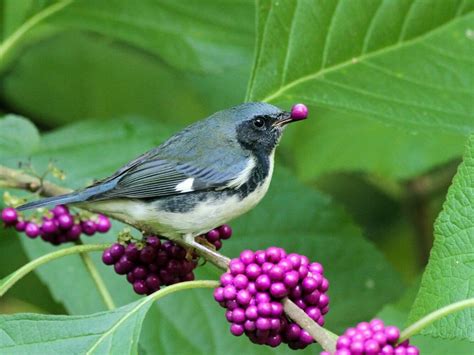 Bird Friendly Gardening Day — Tropical Audubon Society