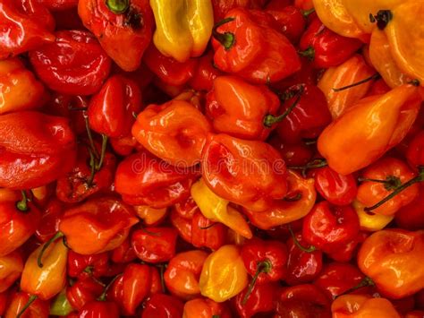 Hot Spicy Habanero Peppers Stock Image Image Of Food 262122575
