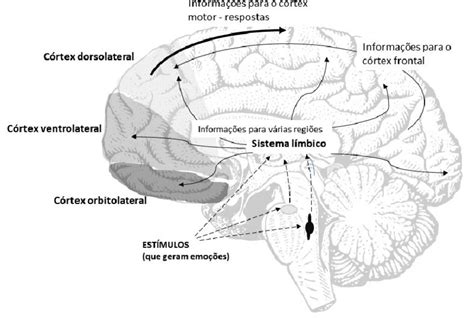 Córtex pré frontal suas subdivisões e relação do sistema límbico