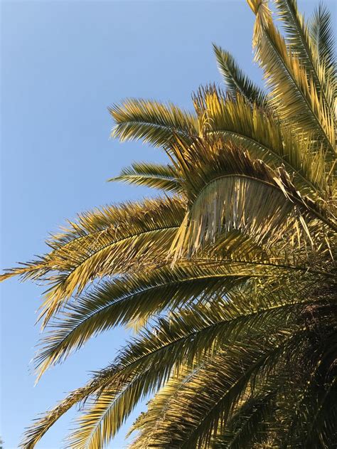 Обои пальмы | Wallpaper, Wallpaper for your phone, Garden