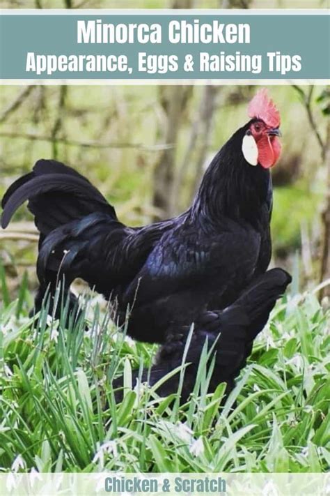 Minorca Chicken: Eggs, Height, Size and Raising Tips