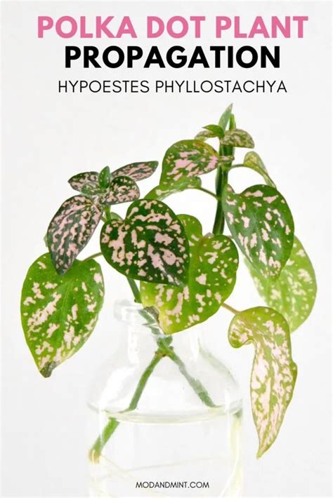 Hypoestes Polka Dot Plant Care