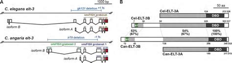 Gene Models And Proteins For C Elegans And C Angaria Elt