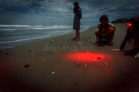 People Watching Hatchlings Highlighted by Flashlight Scurrying To the ...