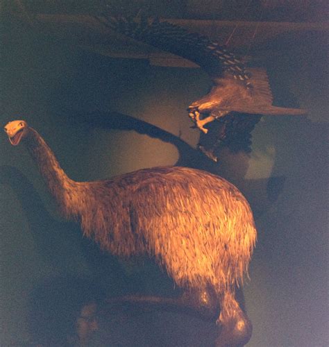 The giant Haast's eagle attacking a Moa, apparently one of the first ...