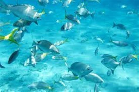 The Top Snorkeling Spots In Florida Hubpages