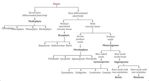 Draw A Flow Chart Showing Classification Of Kingdom Plantae Atelier