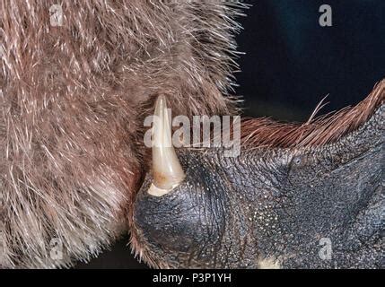 Platypus (Ornithorhynchus anatinus), detail of spur, connected to a ...