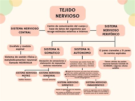 Tejido Nervioso Mapa Pdf Sistema Nervioso Neurona