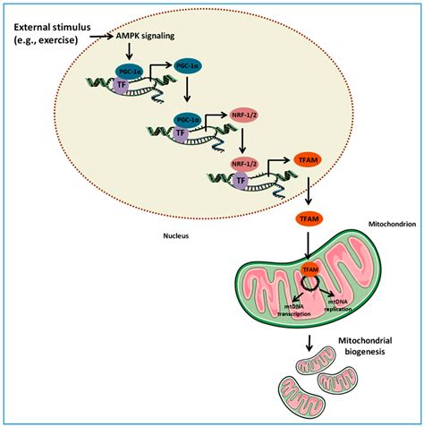 Ijms Free Full Text Fueling Inflamm Aging Through Mitochondrial