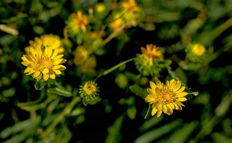 Farmy Yellow Flowers Weeds 1efw Highway Highlands Farm