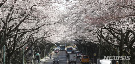 분양시장 봄바람 대목 맞은 벚꽃 분양무주택자 청약갈증 달랜다 네이트 뉴스