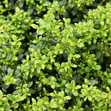 Soft Touch Compact Holly Duncan Nursery