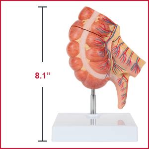 Amazon Axis Scientific Caecum And Appendix Anatomy Model Large